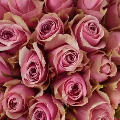 Kytice 55 růžových růží ATHENA ROYALE