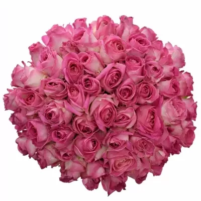 Kytice 55 růžových růží AVALANCHE CANDY+ 80cm