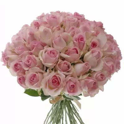 Kytice 55 růžových růží AVALANCHE SORBET+