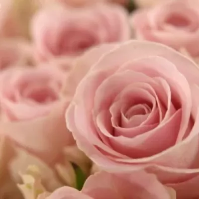 Kytice 55 růžových růží BABYFACE
