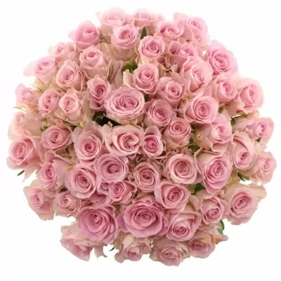 Kytice 55 růžových růží BABYFACE 70cm