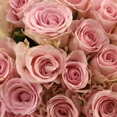 Kytice 55 růžových růží BABYFACE