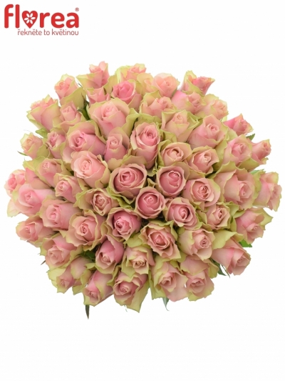 Kytice 55 růžových růží BELLE ROSE 60cm