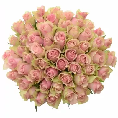 Jednodruhová kytice 55 růžových růží BELLE ROSE 50 cm