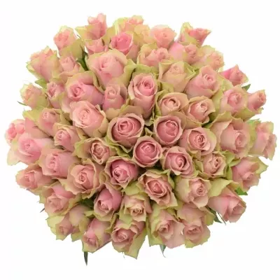 Kytice 55 růžových růží BELLE ROSE 50cm