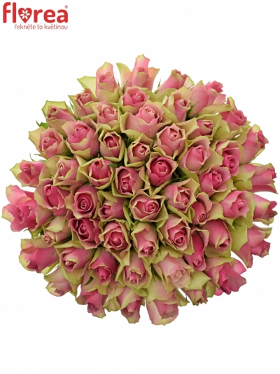 Kytice 55 růžových růží BELLEVUE 60cm