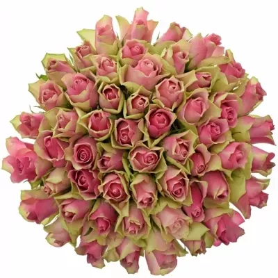 Kytice 55 růžových růží BELLEVUE 40cm