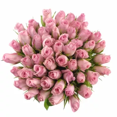 Kytice 55 růžových růží BLUSHING AKITO 40cm