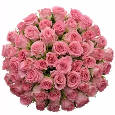Kytice 55 růžových růží CANDACY+