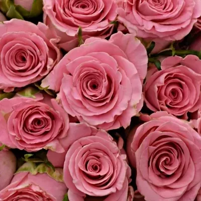 Kytice 55 růžových růží CANDACY+