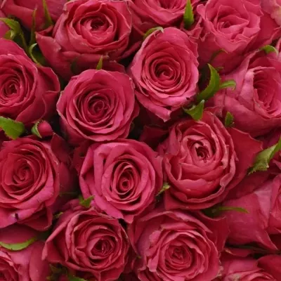 Kytice 55 růžových růží CANDIDATE!