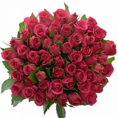 Kytice 55 růžových růží CERISE SUCCESS 40 cm