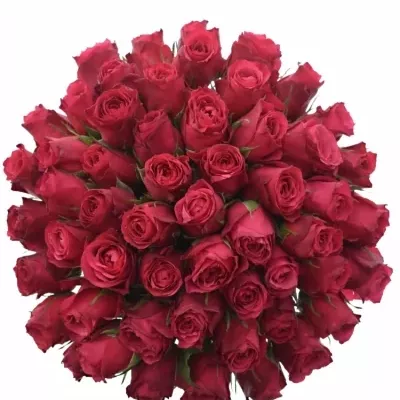 Kytice 55 růžových růží CHERRY O!