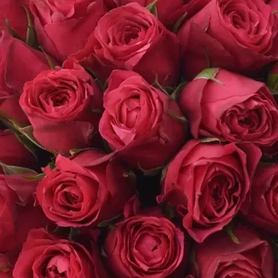 Kytice 55 růžových růží CHERRY O!