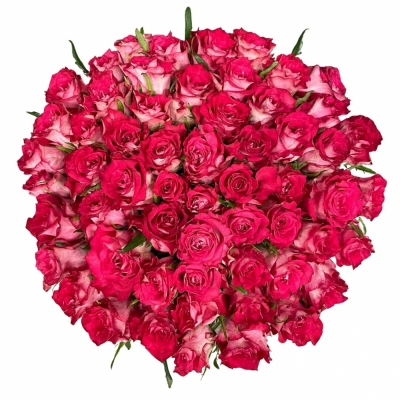 Kytice 55 růžových růží CROSSFIRE 70 cm