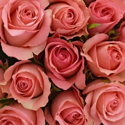 Kytice 55 růžových růží DEKORA 50cm