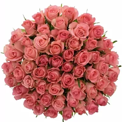 Kytice 55 růžových růží DEKORA 40cm