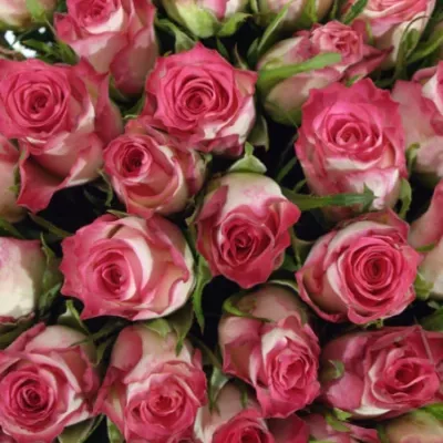 Kytice 55 růžových růží DOUBLE DATE 50cm