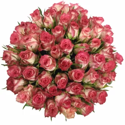 Kytice 55 růžových růží DOUBLE DATE 90cm