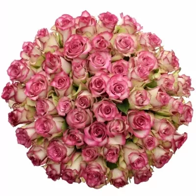 Kytice 55 růžových růží E-VENT 50cm