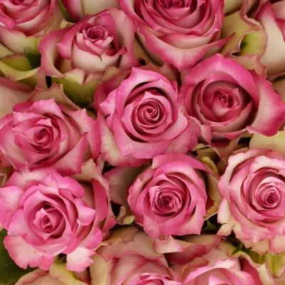 Kytice 55 růžových růží E-VENT