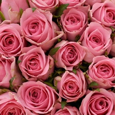 Kytice 55 růžových růží ELIZA 50cm