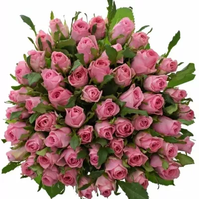 Kytice 55 růžových růží ELIZA 40cm