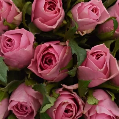 Kytice 55 růžových růží ELIZA 50cm