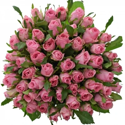 Kytice 55 růžových růží ELIZA 50cm