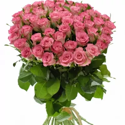 Kytice 55 růžových růží ENSEMBLE 40cm 