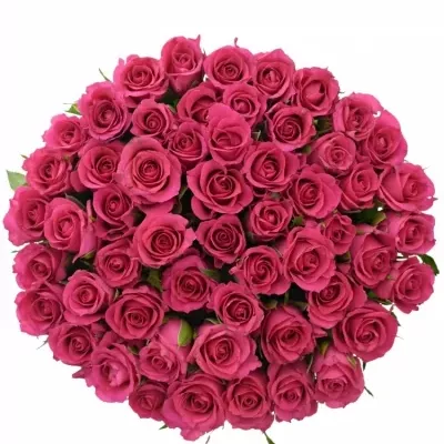 Kytice 55 růžových růží FRISBEE 40cm