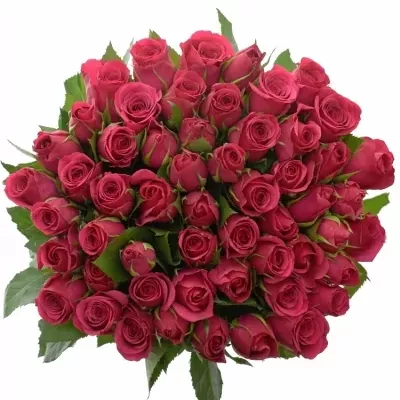 Jednodruhová kytice 55 růžových růží FUCHSIANA 60 cm