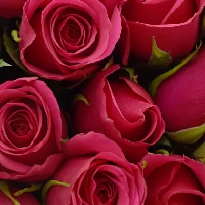 Kytice 55 růžových růží FUCHSIANA