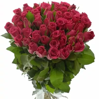 Kytice 55 růžových růží FUCHSIANA 60cm 