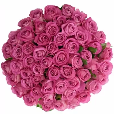 Kytice 55 růžových růží H3O 70cm