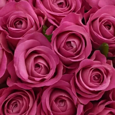 Kytice 55 růžových růží H3O 40cm