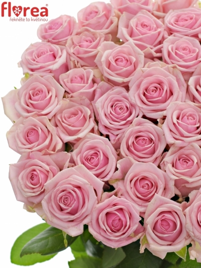 Kytice 55 růžových růží HEAVEN 50cm