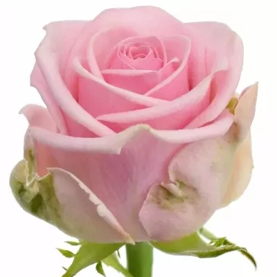 Kytice 55 růžových růží HEAVEN 50cm
