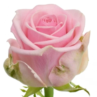 Kytice 55 růžových růží HEAVEN 50cm