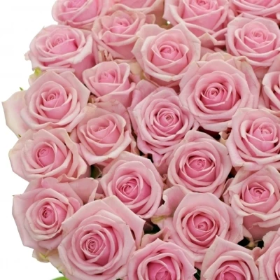Kytice 55 růžových růží HEAVEN 50cm