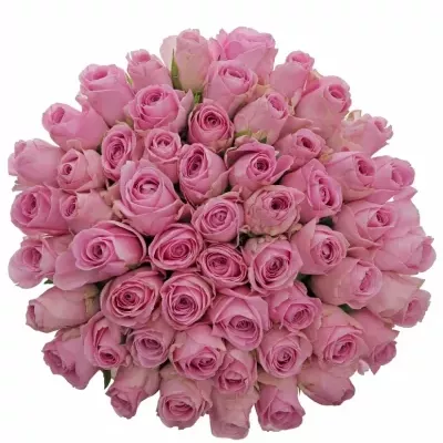 Jednodruhová kytice 55 růžových růží HEIDI! 50 cm