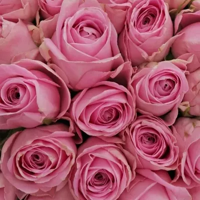 Kytice 55 růžových růží HEIDI! 50cm