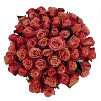 Jednodruhová kytice 55 růžových růží HELENE 60 cm