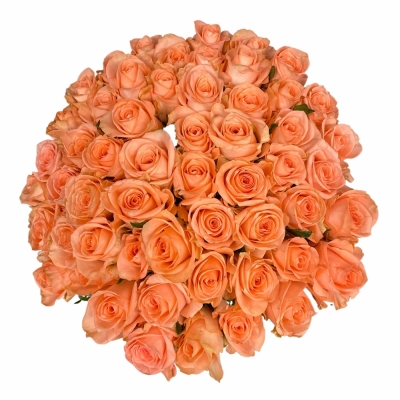 Kytice 55 růžových růží KISS 2U 60 cm