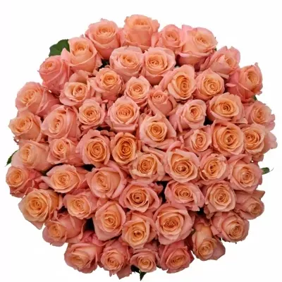 Kytice 55 růžových růží LADY MARGARET 60cm