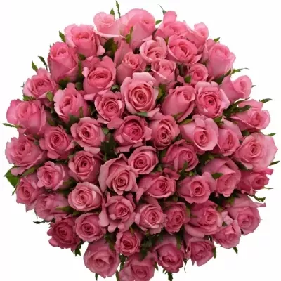 Kytice 55 růžových růží LOVELY JUBILEE 90cm