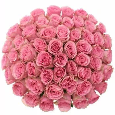 Kytice 55 růžových růží LOVELY RHODOS