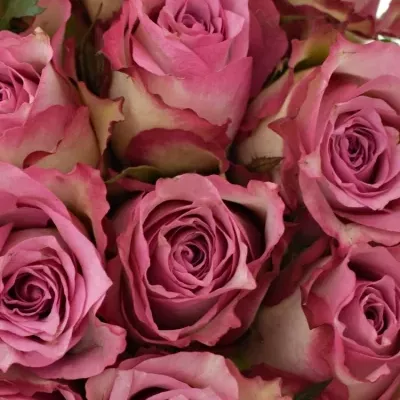 Kytice 55 růžových růží MELINA 40cm 