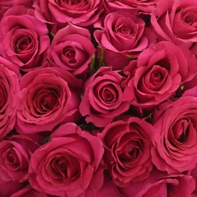 Kytice 55 růžových růží MEMORY