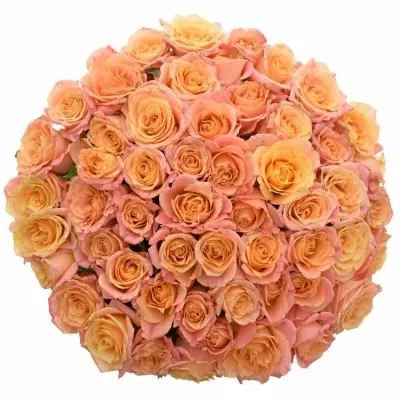 Kytice 55 růžových růží MISS PIGGY